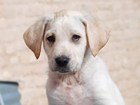 abruzzese mastiff dog